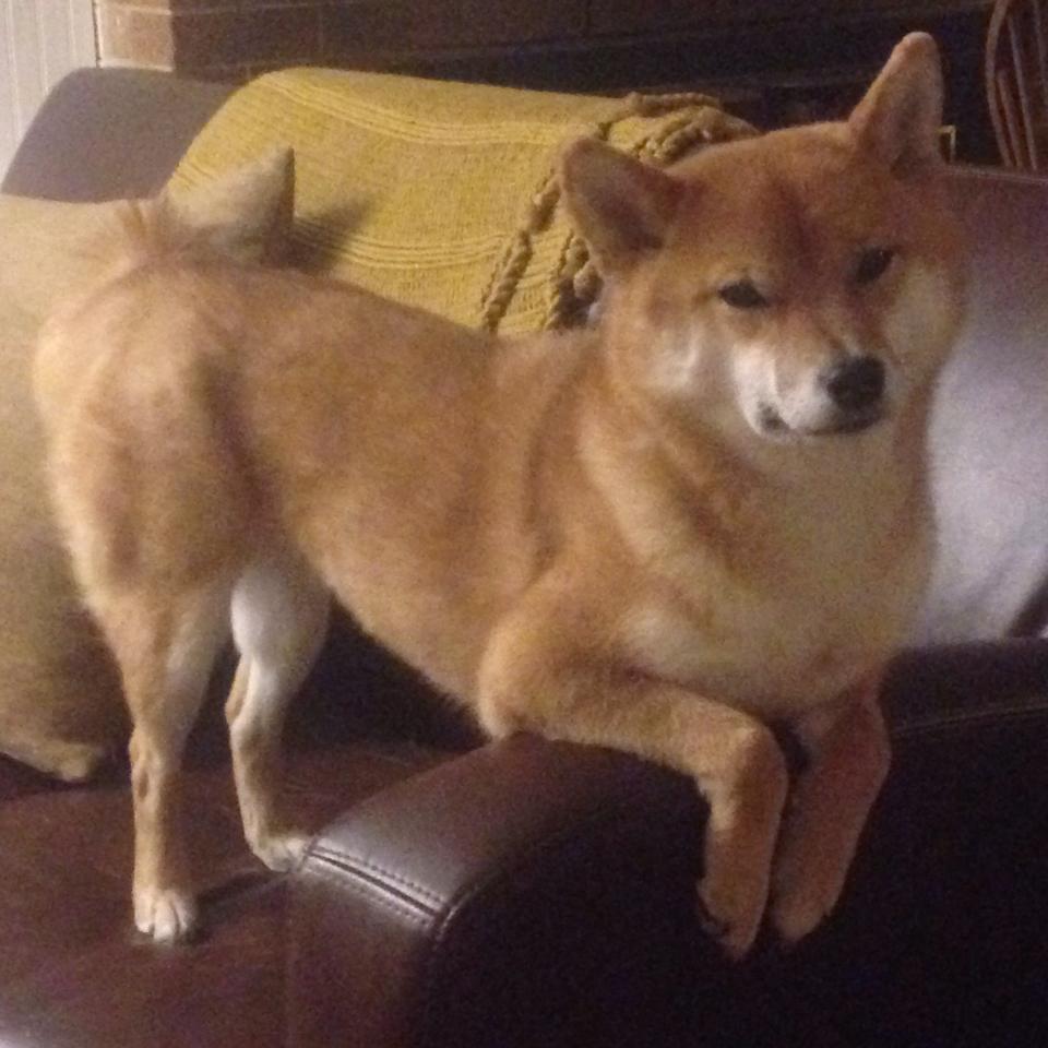 开云体育APP下载-亚运赛场精彩不断，中国代表团奖牌破百，亚运会各国代表团